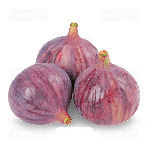 Інжир фіолетовий